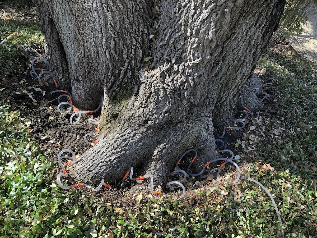 Detailed Tree Cabling and Bracing job site in Notus